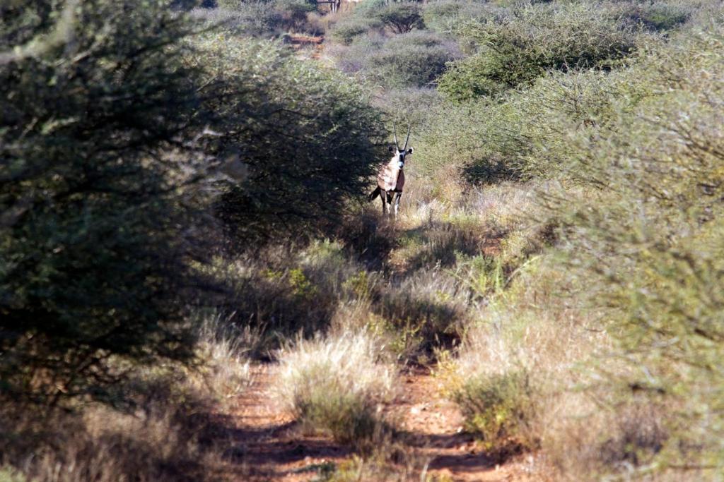 فيلا Etango Ranch Guest Farm Voigtland المظهر الخارجي الصورة